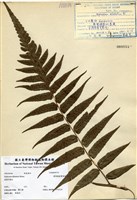 藏品(廣葉鋸齒雙蓋蕨)的圖片